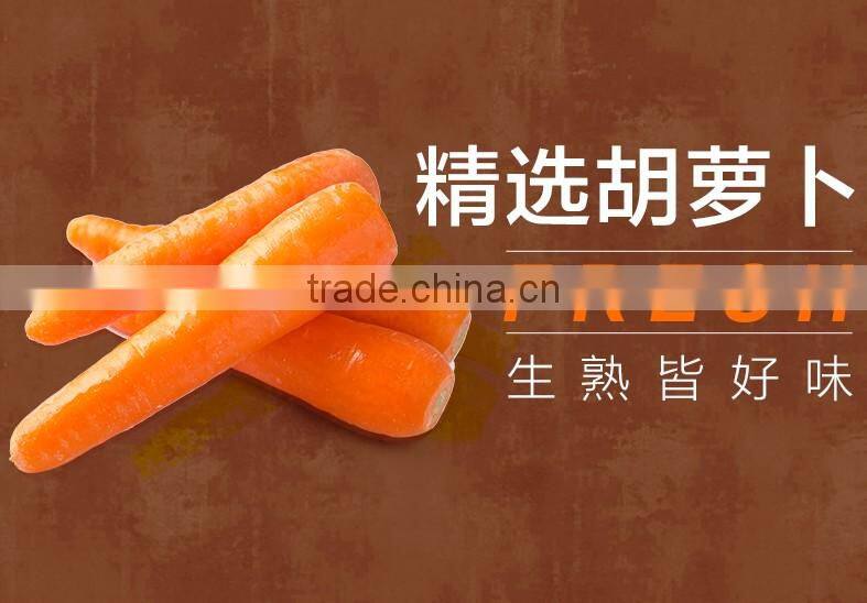 Agriculture Chinese fresh carrot