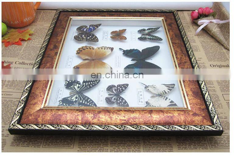 butterfly in wooden frame for collection and gifts