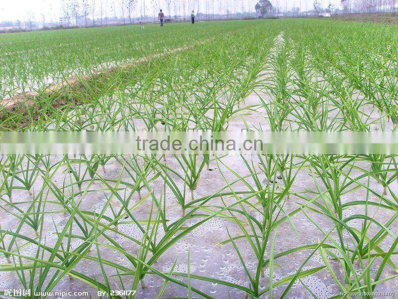 shandong new garlic price of sale