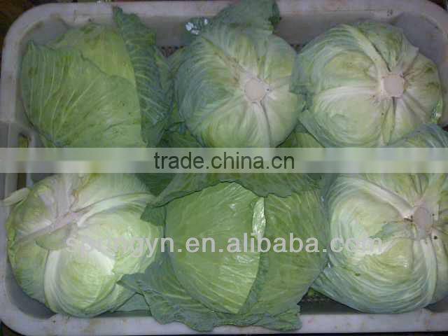 Green chinese cabbage with high quality on hot sale