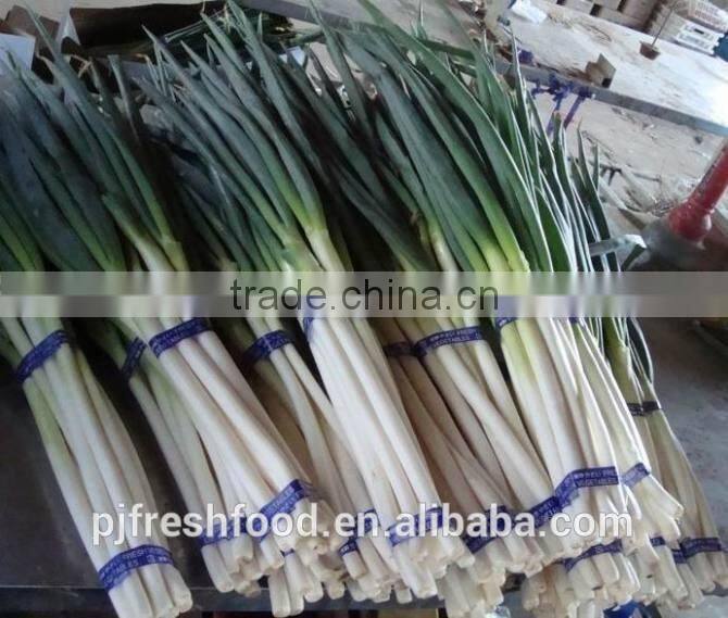 Fresh Onion Long Type Green Onion
