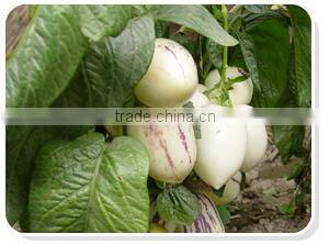 Hybrid F1 Solanum muricatum Pepino Cucumber Seeds For Planting