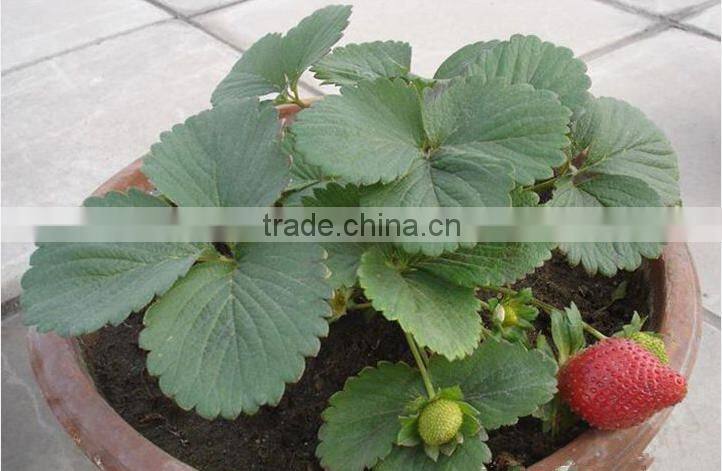 strawberry seedling nursery