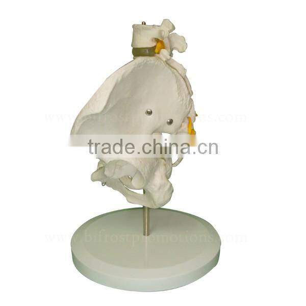 High Quality Human Body Anatomy Pelvis Spine Model
