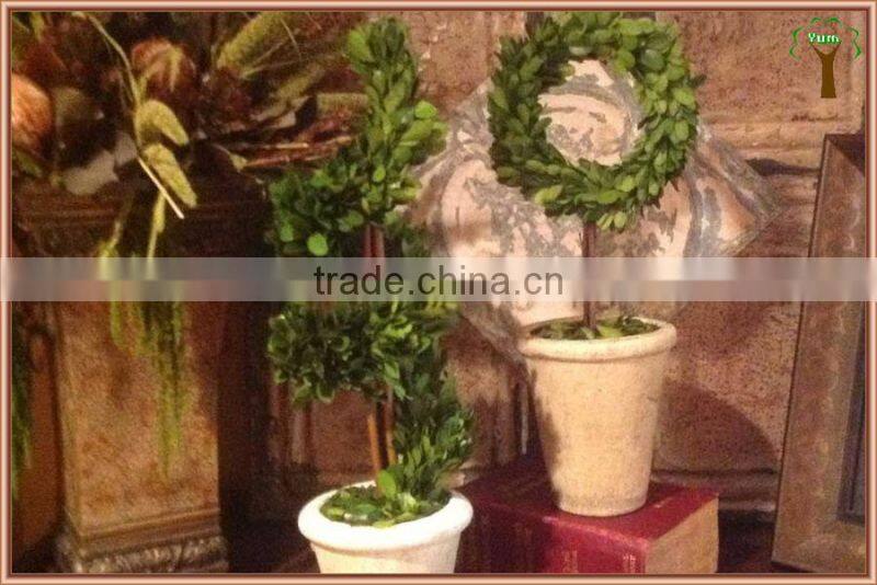 potted spiral preserved boxwood plant