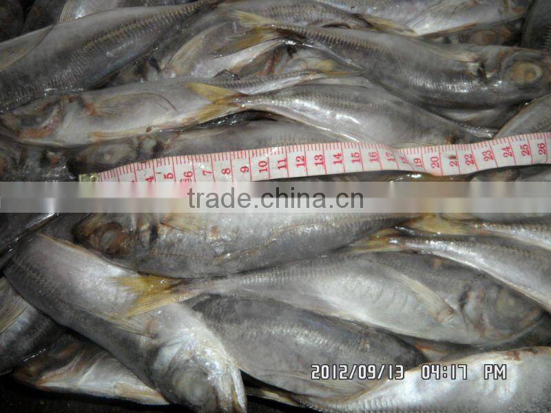 70-90g big eyes frozen horse mackerel