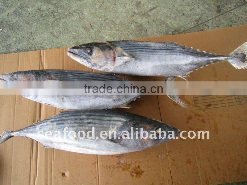 frozen bonito/ sarda orientalis
