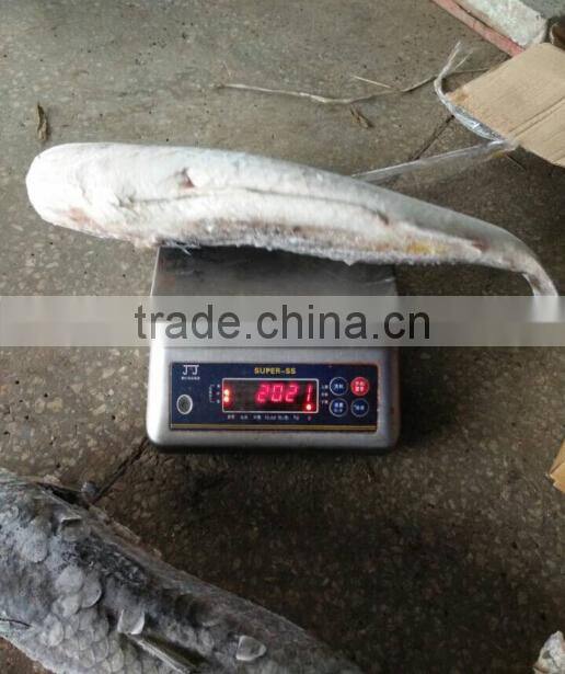 Frozen Whole Round Mullet
