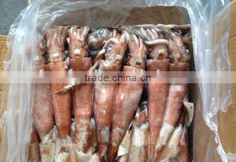 BQF Seafood/Squid Loligo