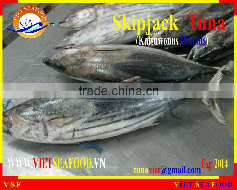 WHOLE ROUND FROZEN SKIPJACK TUNA