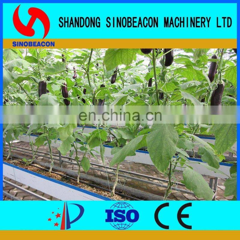 Chinese Aubergine Hydroponics Growing Systems In Greenhouse