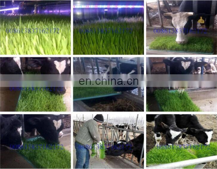 hydroponic trays fodder/animal green forage growing hydroponic breeding tray
