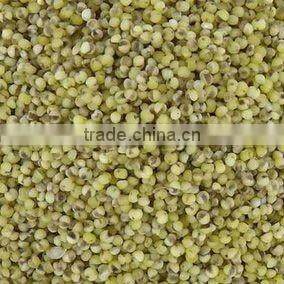 Green millet organic