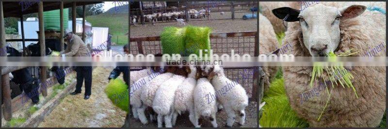 Automatic bean sprout machine / commercial mung bean sprout machine for sale