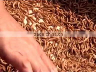 Automatic Multifunctional Tenebrio Molitor separation device