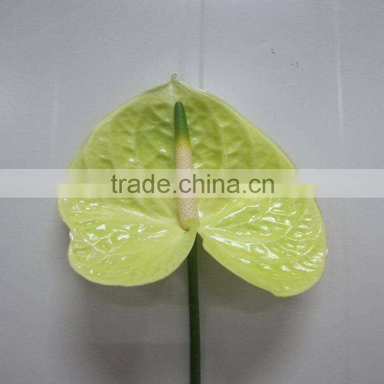Elegant in smell factory direct fresh antirrhinum bunch