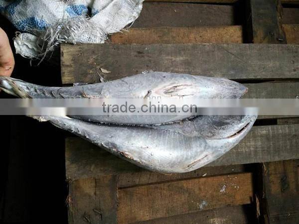 selling frozen fresh seafood tuna fish whole round 1kg up