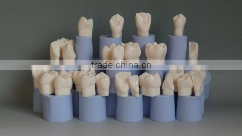 High Quality 4 Times Dental Crown Silastic Mould