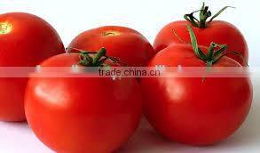 fresh tomato crops 2014