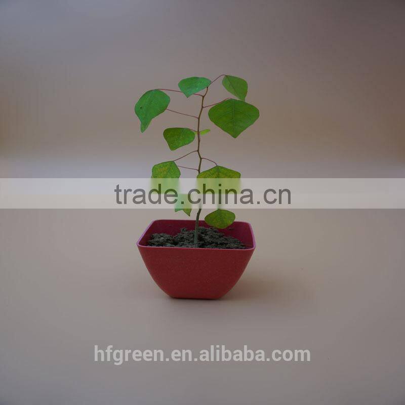 2015 Best selling square bamboo fiber mini flower pot/planter/container