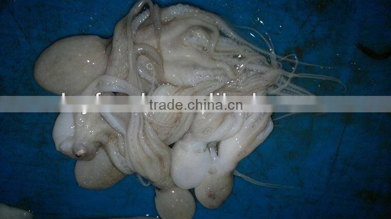 Frozen Octopus Fish
