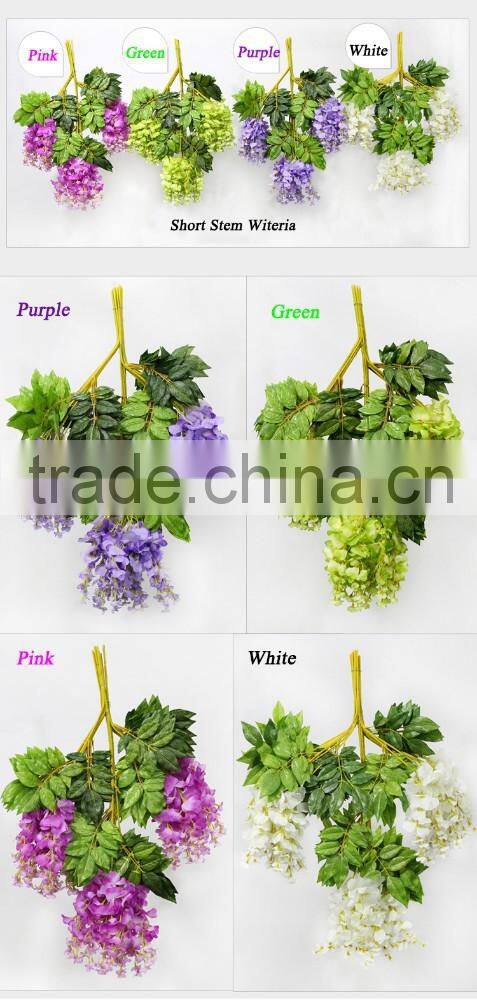 Chinese native mini blue chinese wisteria flowers