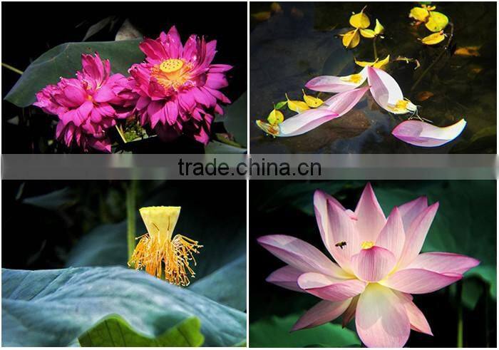 2016 0.38X Ultra Wide Angle Lens for Apple iPhone 6/samsung galaxy grand2