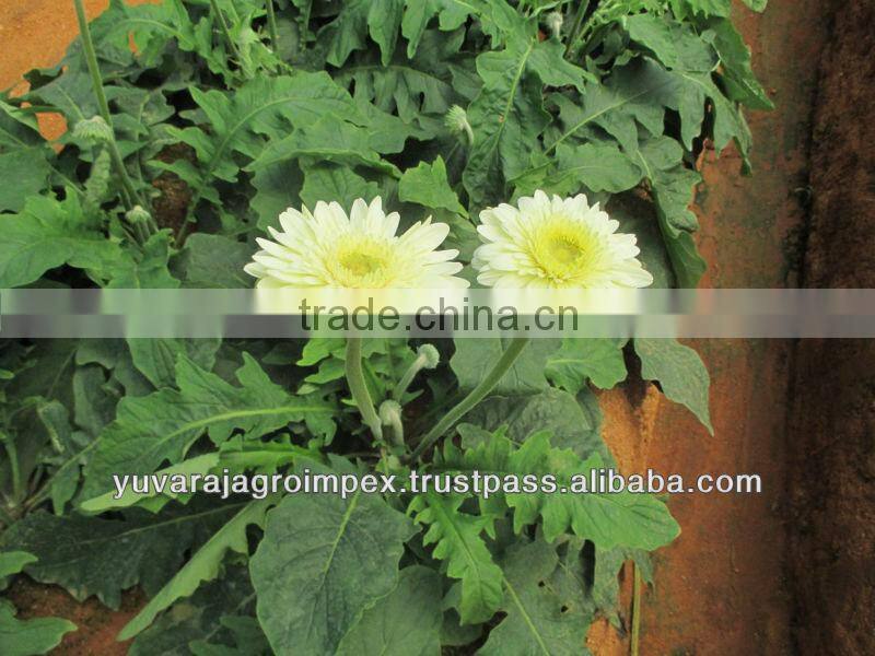 Gerbera Market Price