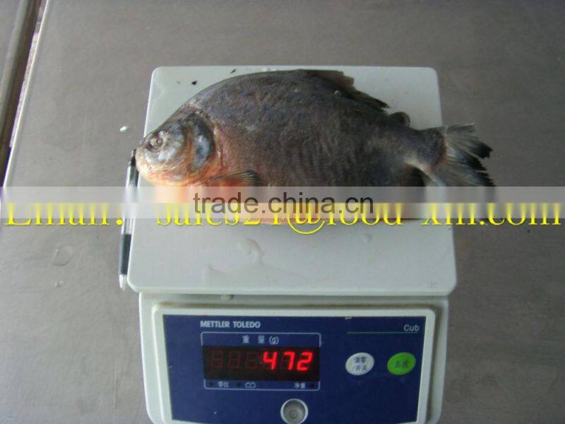 frozen pomfret whole round for selling
