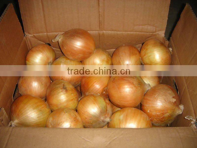 red shallot onion