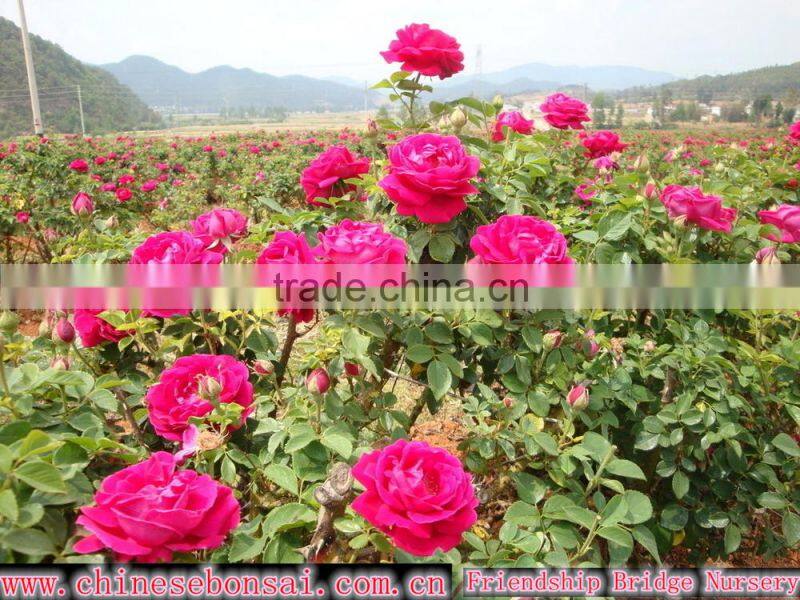 factory supply long stem fresh cut rose fresh cut flower