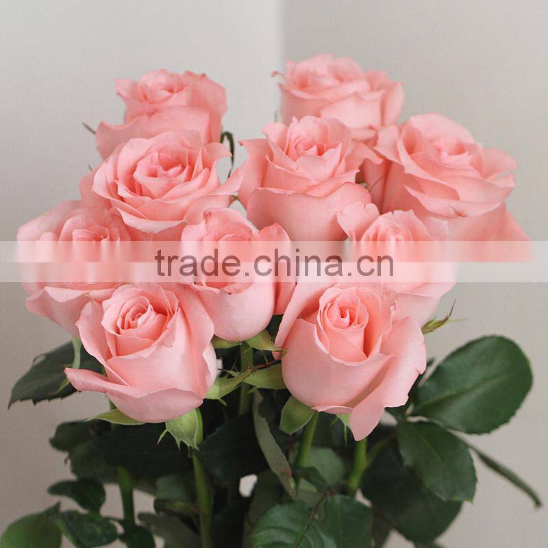 Hot sale fresh cut Daiana pink rose flowers