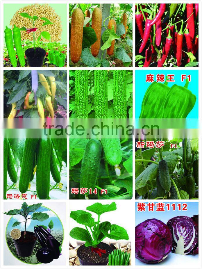 Early maturity cabbage seeds ZHONG GAN No.828(F1)