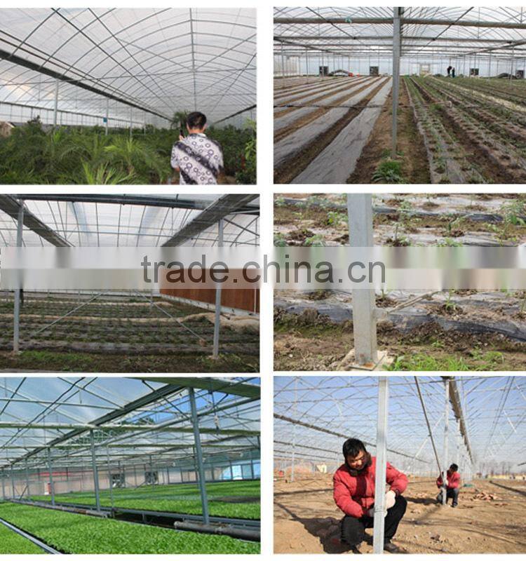 Greenhouse hydroponic grow trays growing systems