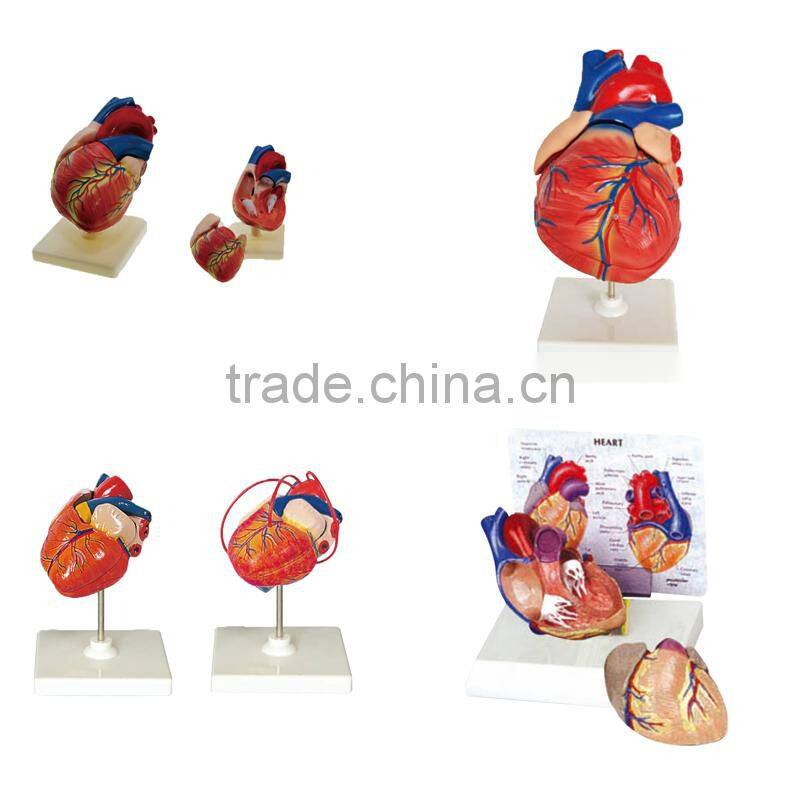 Student Anatomy Human Heart Model