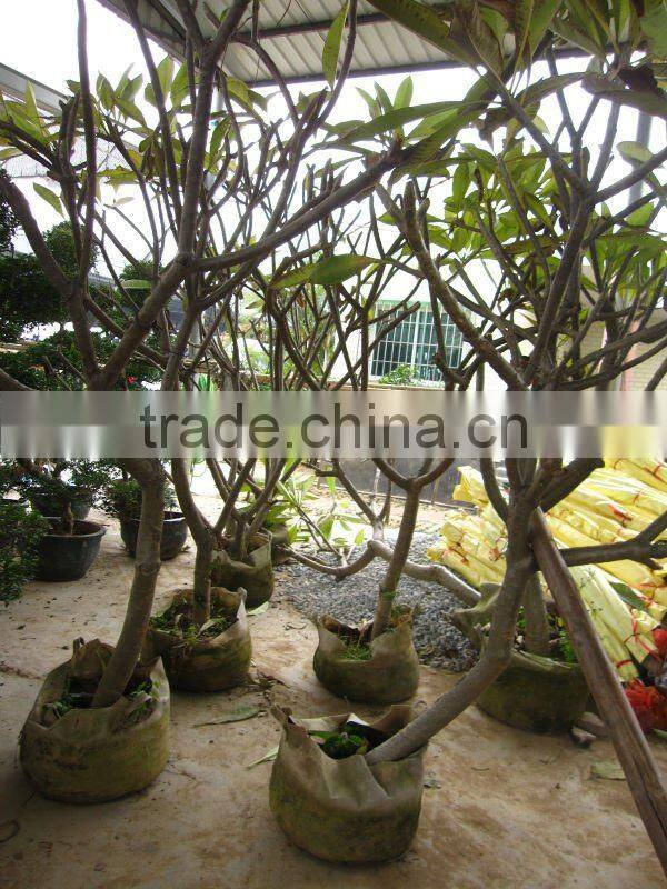 plumeria rubra white pink red color flower for sale