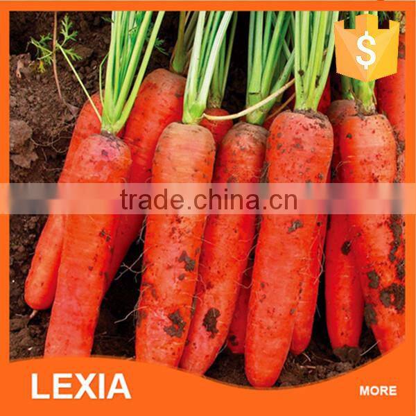 New crop fresh red carrots