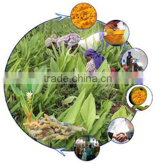 UK Quality Turmeric Finger
