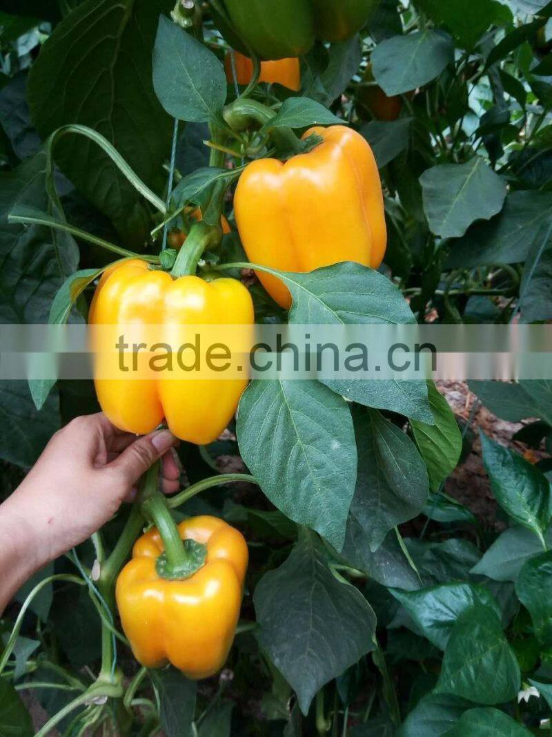 Hybrid Yellow pepper seeds