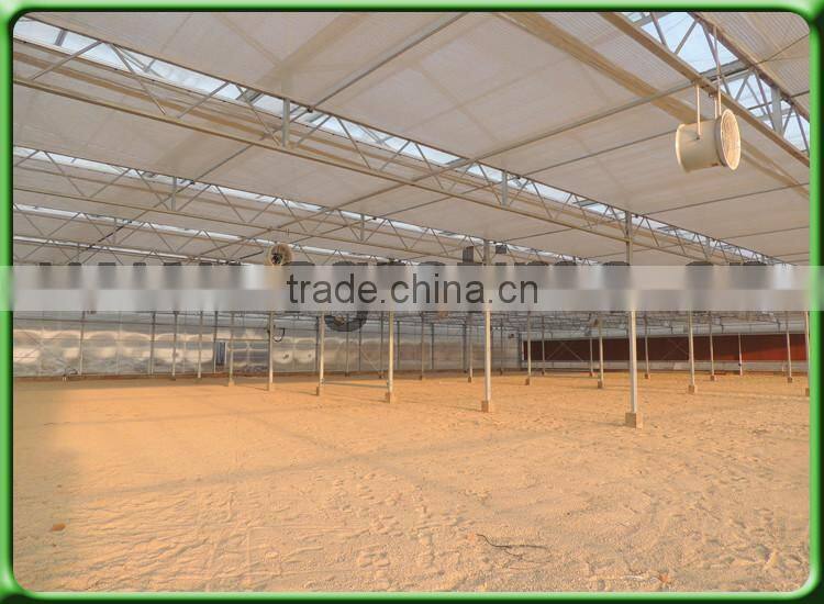 umbrella tree growing greenhouse for sale in China