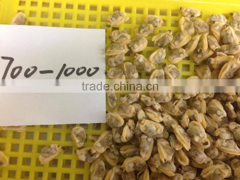 Short necked clam meat