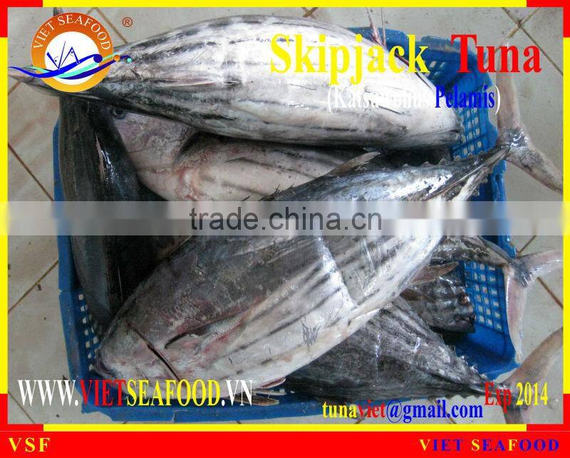 FROZEN SKIPJACK TUNA WHOLE ROUND