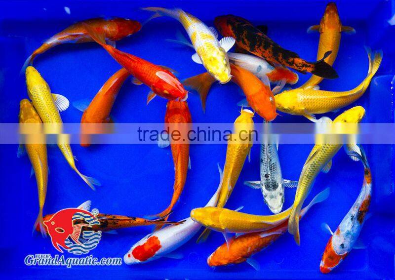 Koi fish bleeding farm and export from Thailand