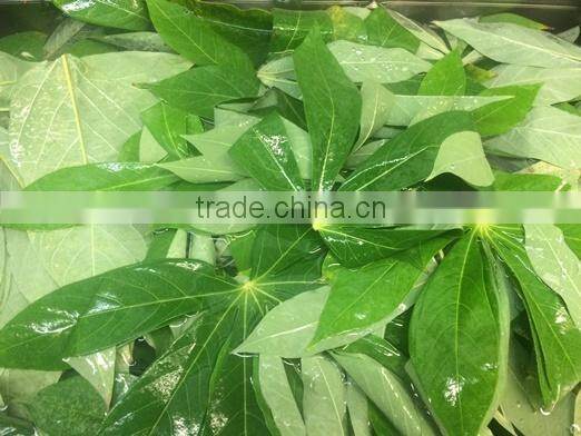 Cassava leaves grinding / Frozen Cassava Leaf from Vietnam