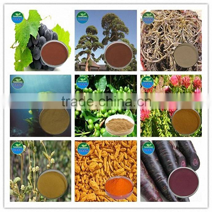 2015 Manufacturer Pure Natural High Quality Rhodiola Rosea Extract, Rhodiola Extract, Rhodiola Rosea Powder Extract
