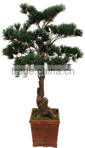 Spheroidal cypress pine tree