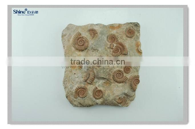 modern wall decor ocean animal fossil wall hanging decoration