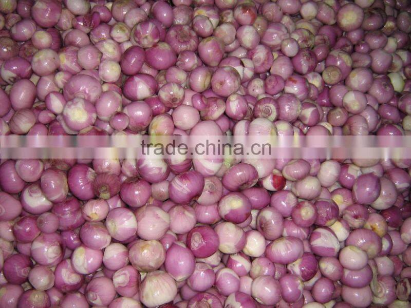2016 New Crop IQF Frozen Shallot Dices