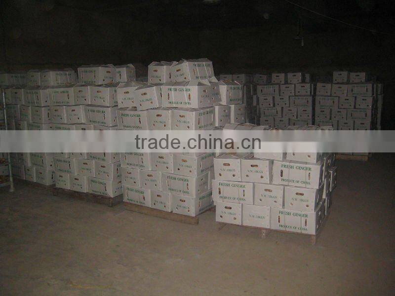 fresh ginger good chinese spicy