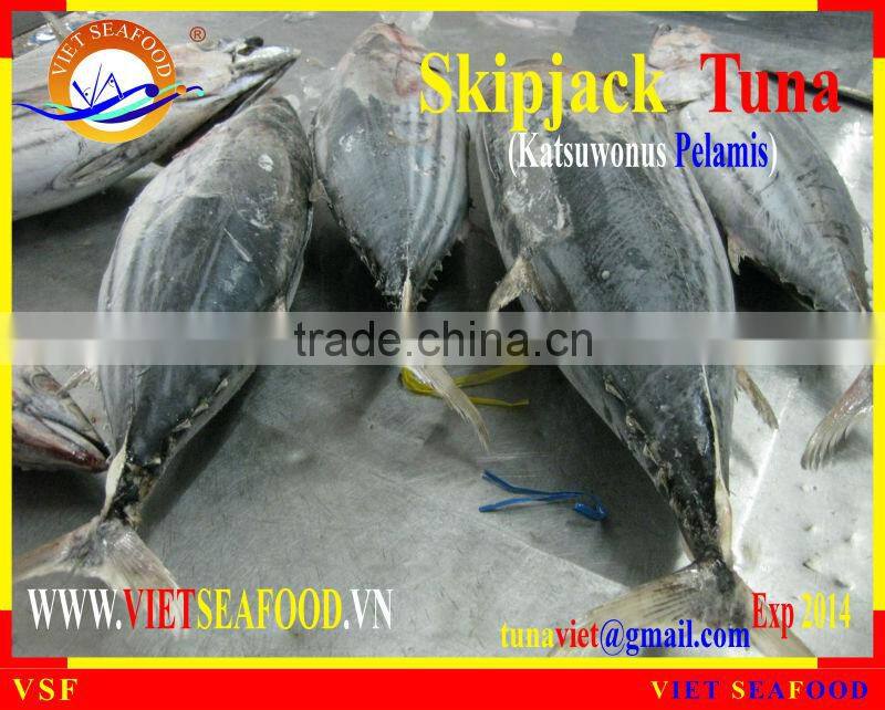 FROZEN WHOLE ROUND SKIPJACK TUNA